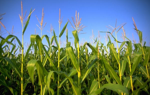 Urea